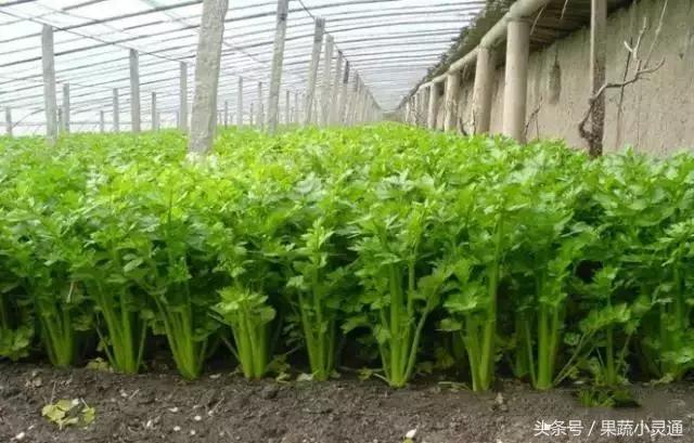 芹菜栽培种植技术汇总(水芹菜种植技术和种植时间)