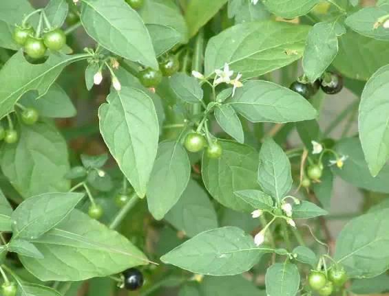 31种路边常见中草药(梦幻西游31种新春烹饪)