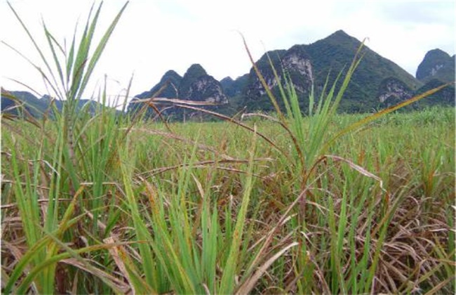 甘蔗除草剂药害补救措施(甘蔗除草剂药害补救措施方案)