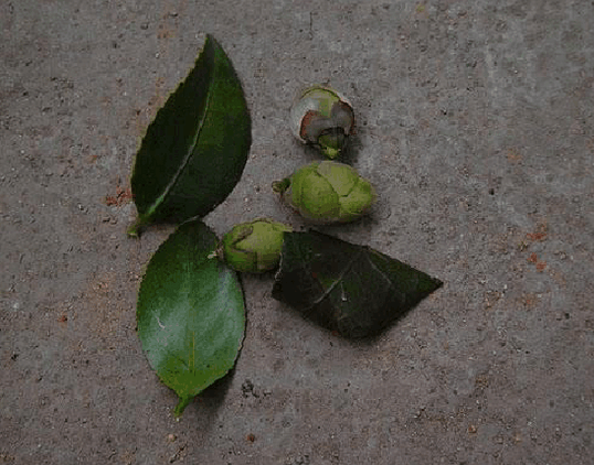 茶花如何上盆(茶花上盆最好方法)