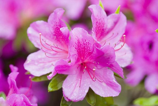 杜鹃花花期管理(大方杜鹃花花期)