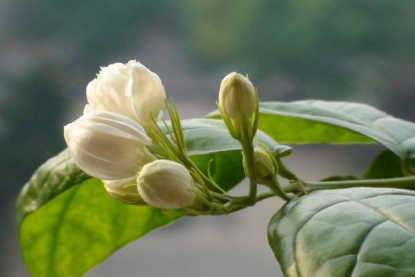 茉莉花怎么剪枝(茉莉花怎么剪枝视频)