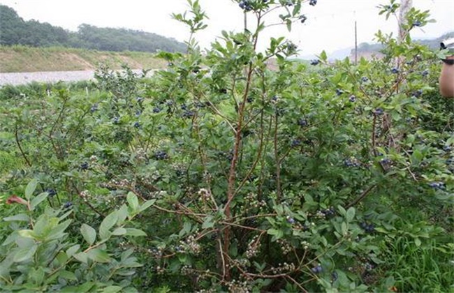 黑加仑的种植技术(黑加仑种植方法和技术)