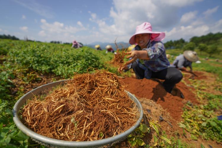 中药材种植助力乡村振兴