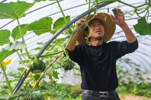 早春大棚南瓜种植技术