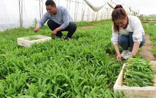 种植野菜的成本与利润