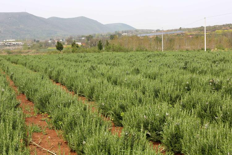 迷迭香的种植条件和种植方法