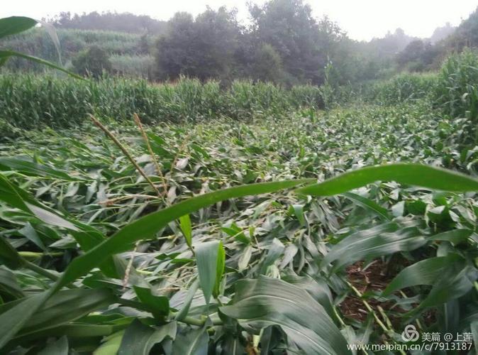 玉米大雨后后期的管理