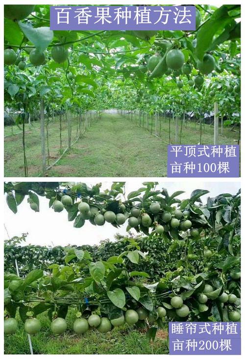 黄金百香果的种植方法与管理