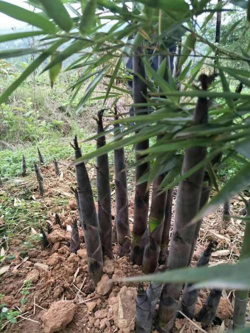 雷竹怎么种植技术