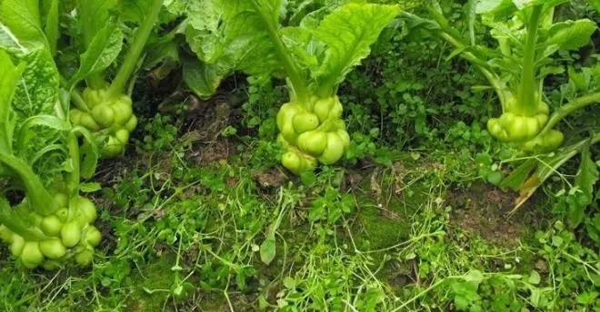 青菜头种植技术(青菜头怎么做好吃)