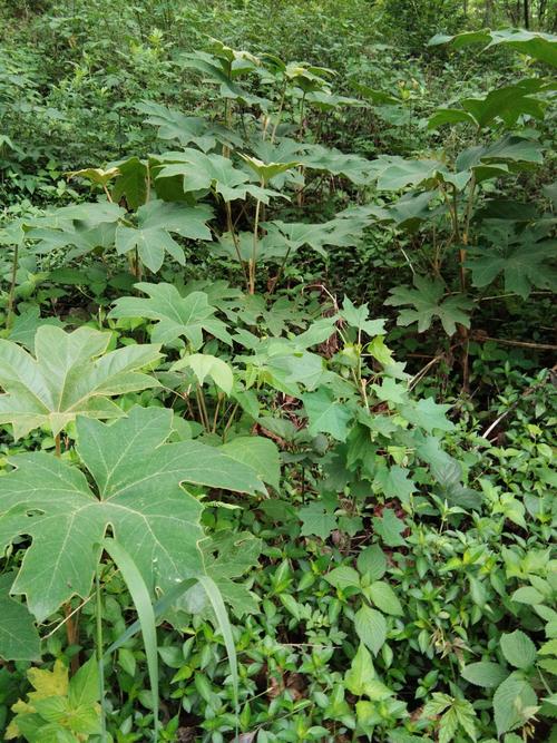 通草种植视频技术