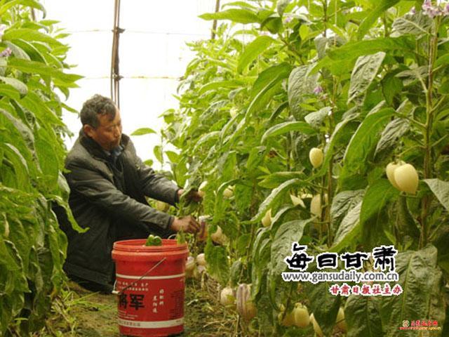 人参果大棚种植技术(大棚甜玉米种植技术)