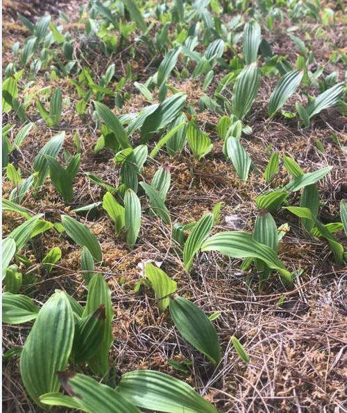 冰球子种植技术和价格