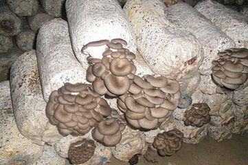 猪粪种植蘑菇技术(猪粪发酵种植蘑菇)