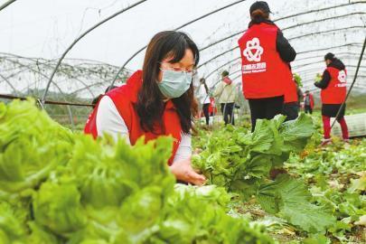 四川捐儿菜给武汉(四川捐给武汉的菜不会吃)