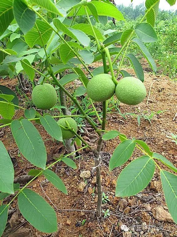 核桃园春季管理（3～5月）(上)