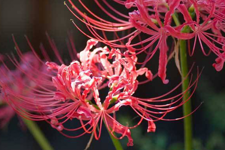 彼岸花怎么种(彼岸花怎么种植方法视频)