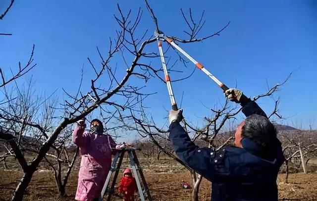 果树快速疏剪十六法(种红薯独家绝技疏剪藤蔓摘叶法)