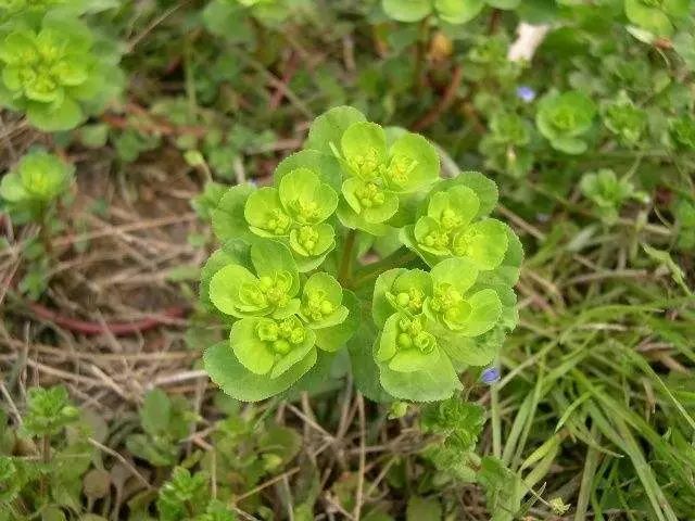 高清杂草图集(杂草图片手绘)