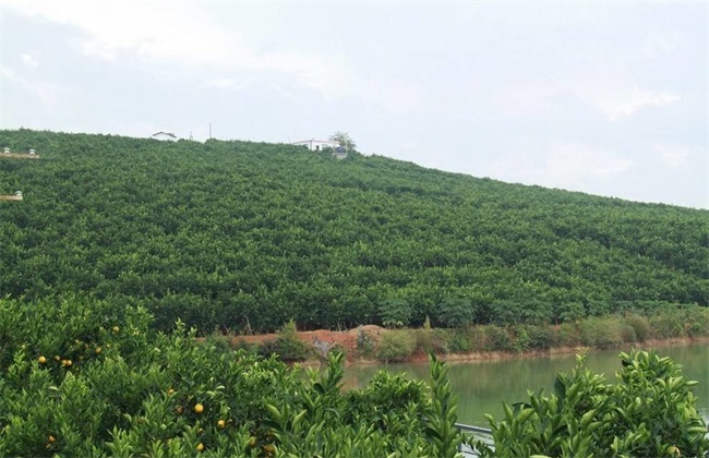 褚橙的田间管理方法技巧(褚橙种植基地位置)