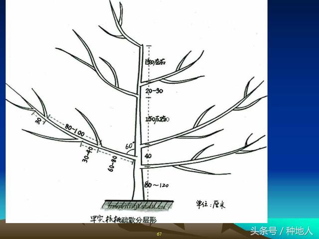 核桃整形修剪技术图解(树木整形修剪技术图解)