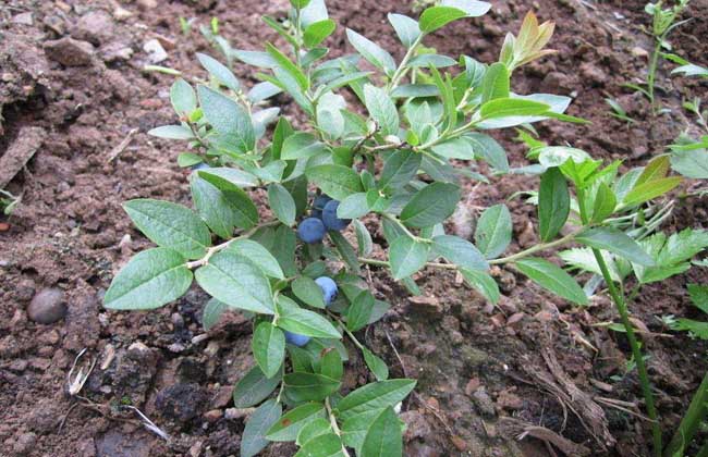 蓝莓种植需要什么条件(种植蓝莓需要什么条件)