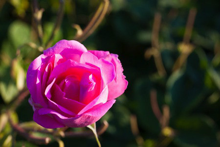 一朵玫瑰花代表什么(送十一朵玫瑰花代表什么)