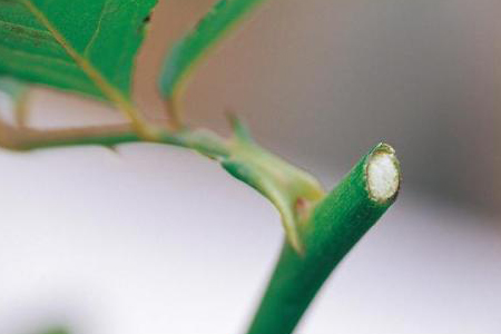 春天怎么修剪玫瑰盆栽(沙漠玫瑰盆栽种植方法)