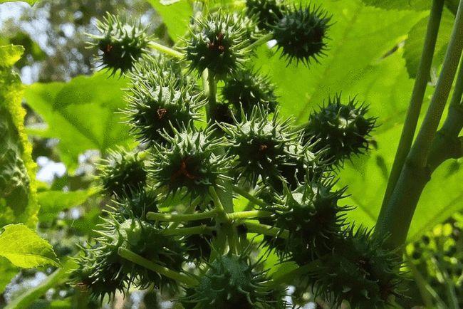 蓖麻种植技术基础知识