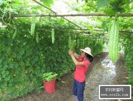 早春大棚苦瓜高产栽培技术(大棚苦瓜种植)