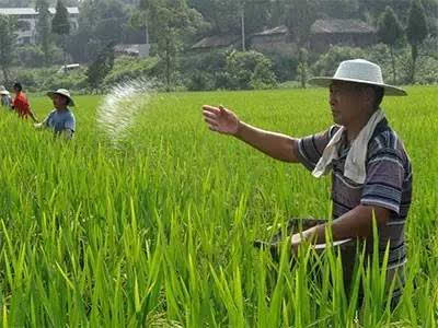 水稻田用什么肥好