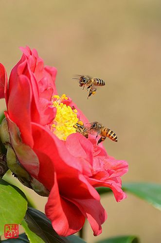 茶花与蜜蜂