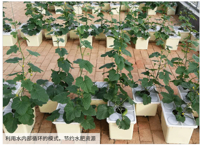 蔬菜塑料壶桶种植技术与管理