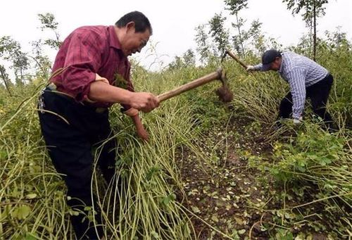 决明子种植技术