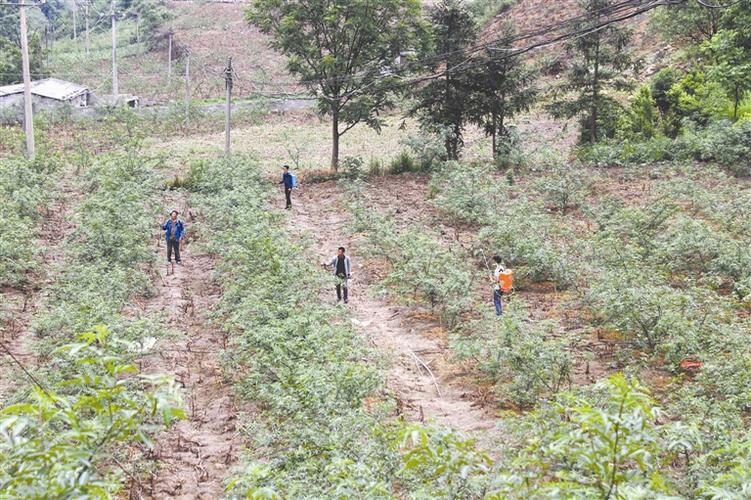 恩施花椒种植基地(恩施两山实践创新基地)