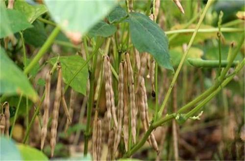 黑龙江红小豆种植技术