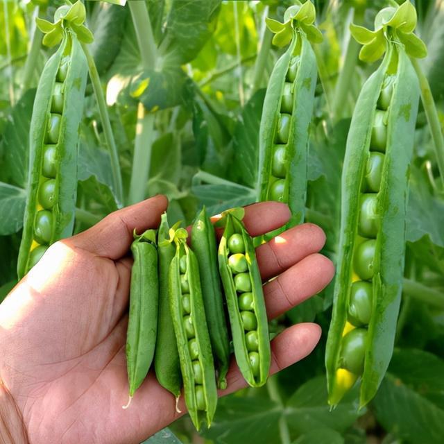 豌豆种植技术要点