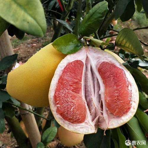 三红柚子种植技术
