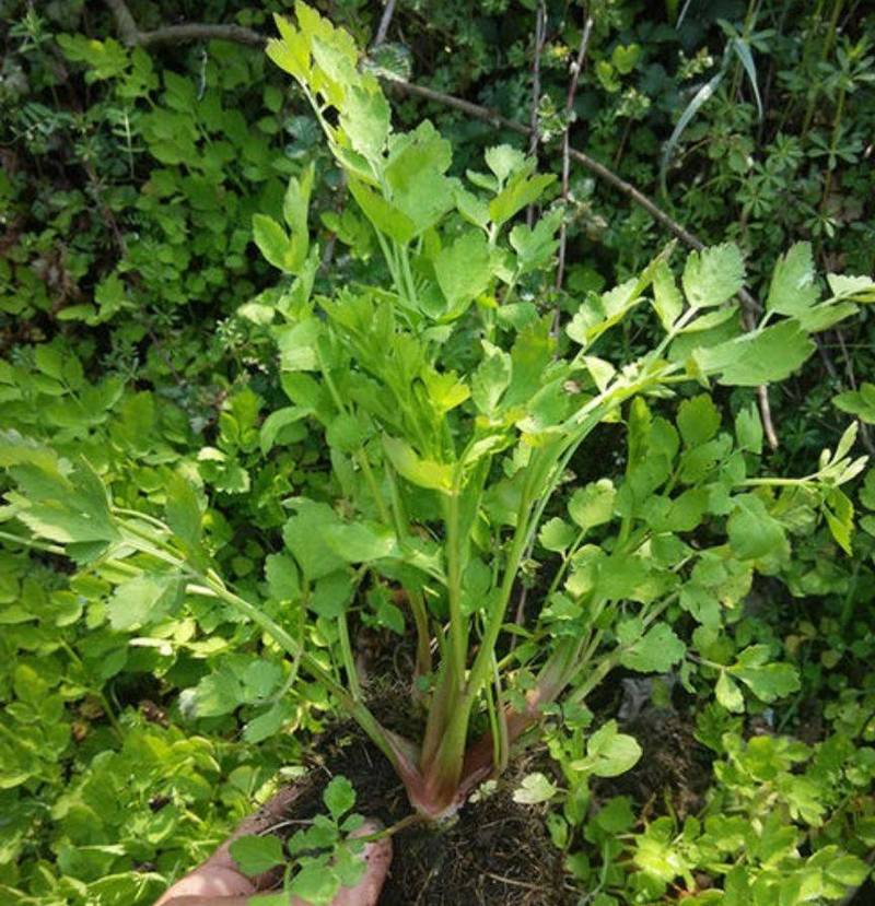 芹菜可以放在水里种吗(芹菜可以降血压吗)