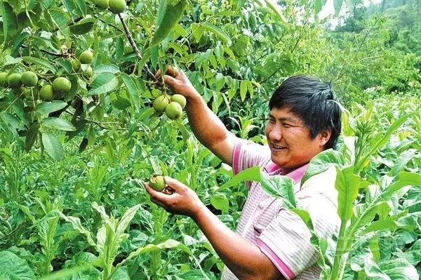 核桃管理工作周年历(核桃管理技术)