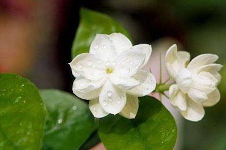 茉莉花怎么种植(茉莉花种植方法)