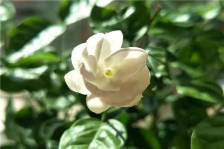 茉莉花怎么种植(茉莉花种植方法)