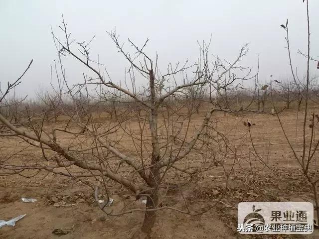 详细的苹果修剪技术(图解)(修剪苹果树的枝条图解)