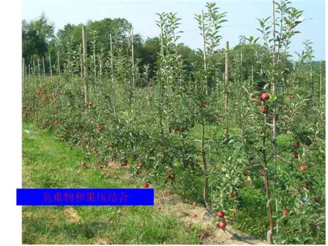 苹果树整形及修剪技术(苹果树修剪技术视频整形和修剪)