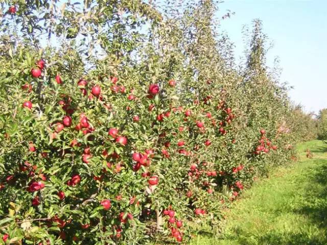 苹果树整形及修剪技术(苹果树修剪技术视频整形和修剪)