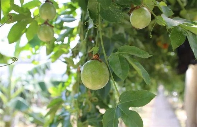 芭乐种植要要注意什么(芭乐种植方法全过程)