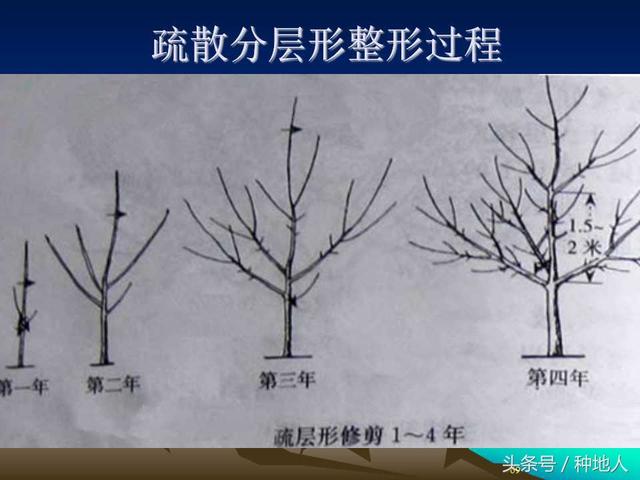 核桃整形修剪技术图解(树木整形修剪技术图解)