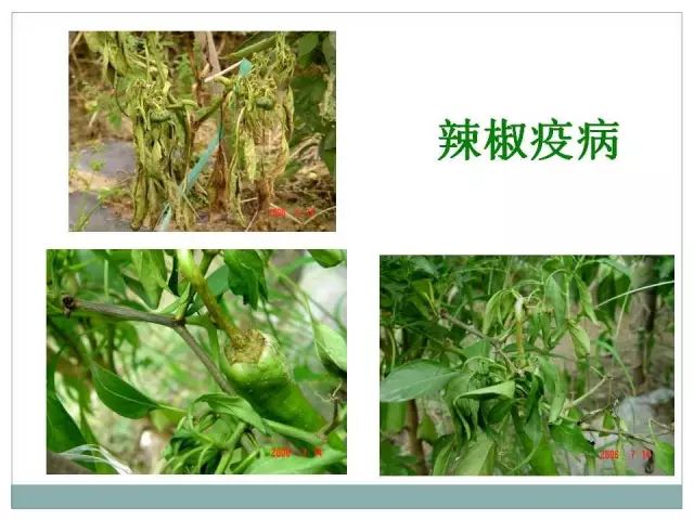 辣椒病虫害高清图谱 解决方案(小米辣椒的种植及病虫害预防)