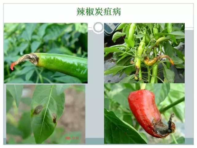 辣椒病虫害高清图谱 解决方案(小米辣椒的种植及病虫害预防)